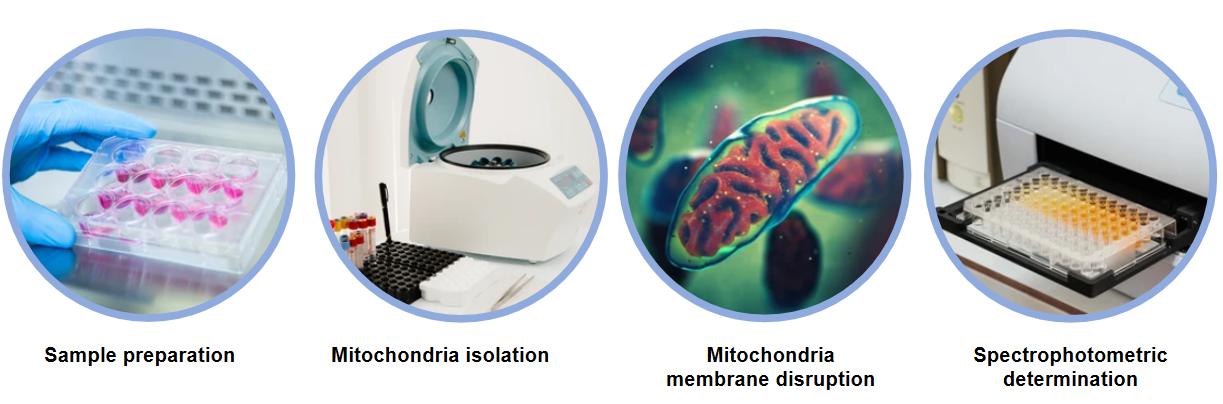 Mitochondrial Respiratory Chain Enzyme Analysis