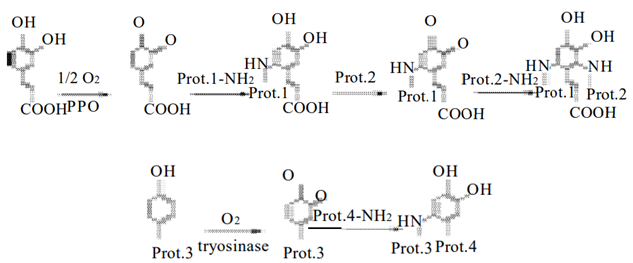 Protein Crosslinking Services