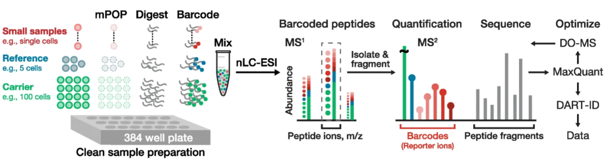 Single-Cell ProtEomics by Mass Spectrometry