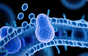 Membrane Analysis Service