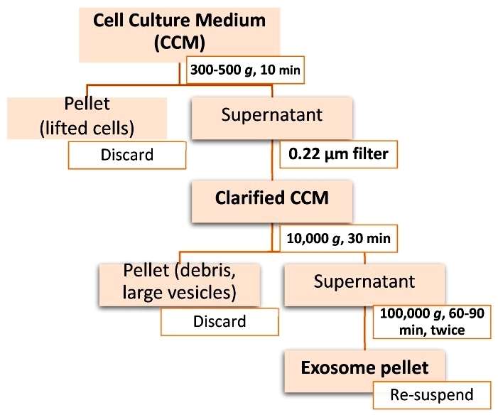 Workflow of differential ultracentrifugation for exosome isolation