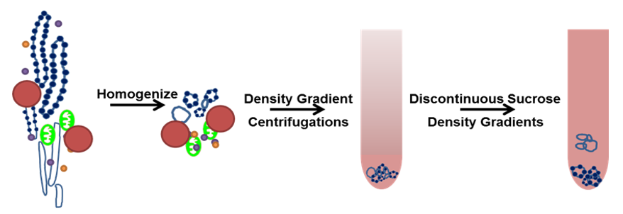 Endoplasmic Reticulum Isolation and ER Membrane Protein Purification