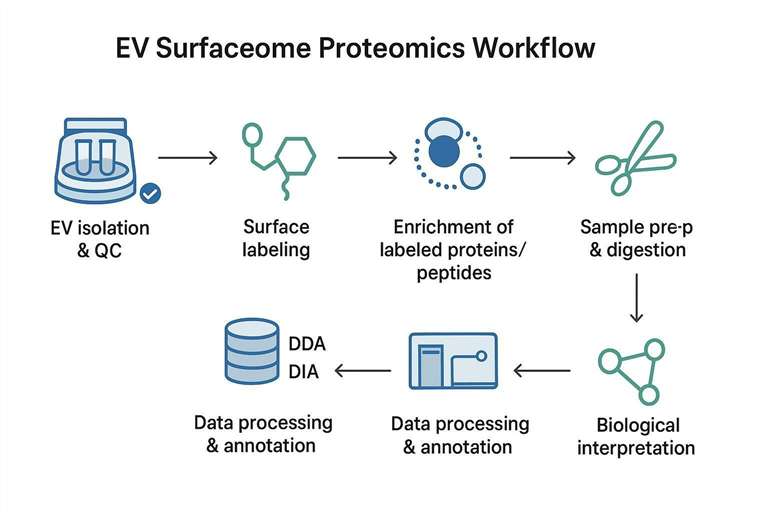 Workflow diagram for EV surfaceome profiling from labeling to LC-MS/MS and data analysis