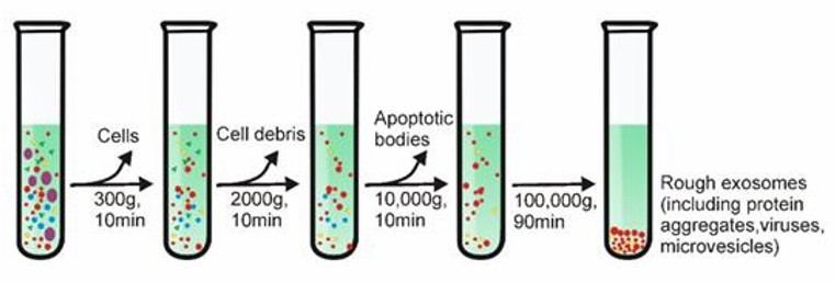 Differential Centrifugation