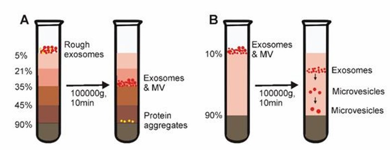 Density gradient centrifugation