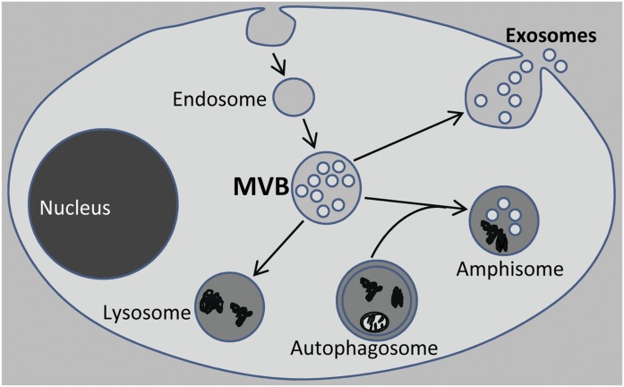 Exosome release