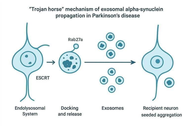 Schematic of the Trojan horse mechanism: ESCRT-mediated loading of aggregated alpha-synuclein into MVBs, Rab27a-regulated exosome release, and uptake by recipient neurons leading to seeding.