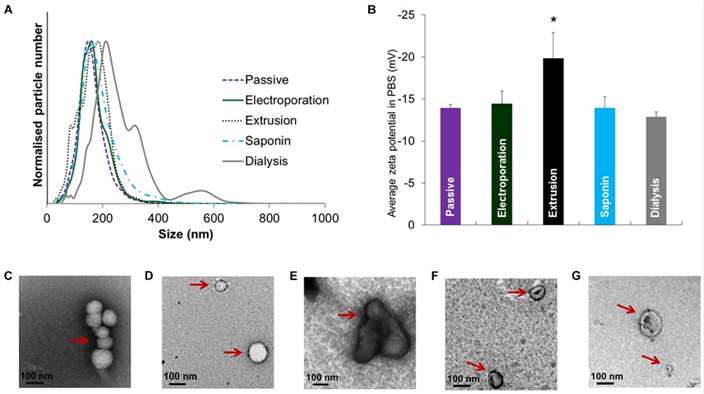 Extracellular Vesicle Analysis: Size, Concentration, and Zeta Potential