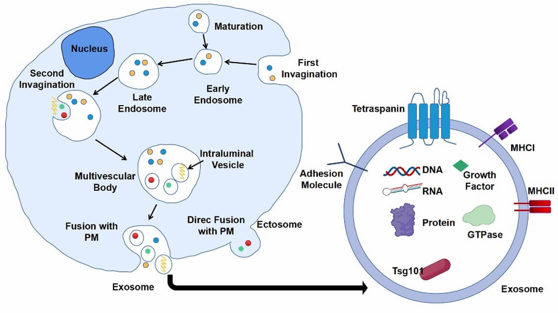 Functions and Applications of Exosomes