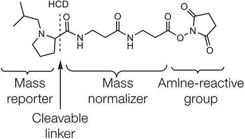 iTRAQ/TMT, Label Free, DIA, DDA in Proteomic