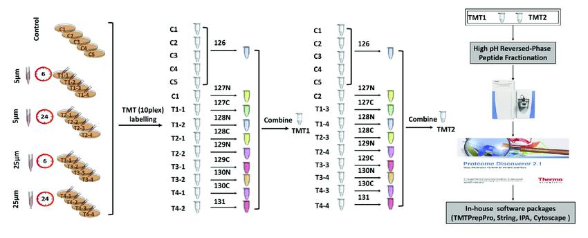 Tandem mass tag (TMT) labeling strategies and experimental workflow