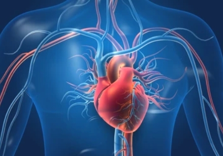 Membrane Proteomics and Cardiovascular Health: Unveiling New Diagnostic and Therapeutic Avenues