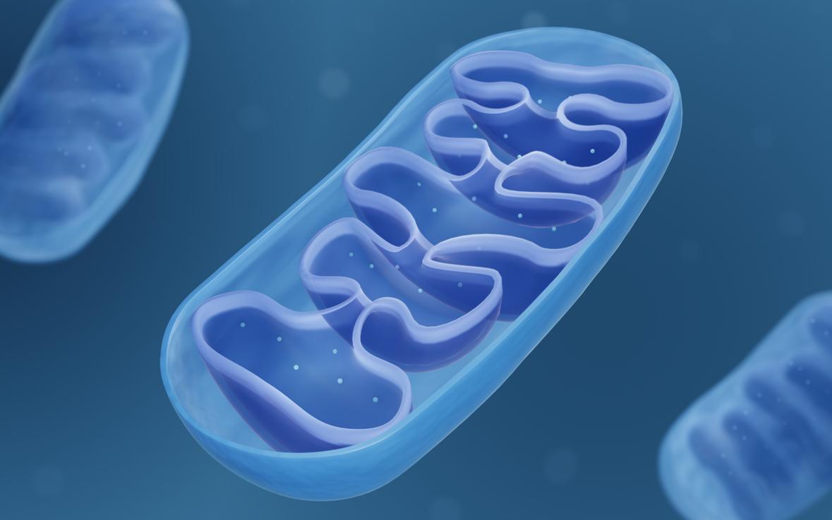 Methods for Mitochondrial Isolation