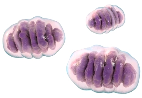 Mitochondria and Metabolism