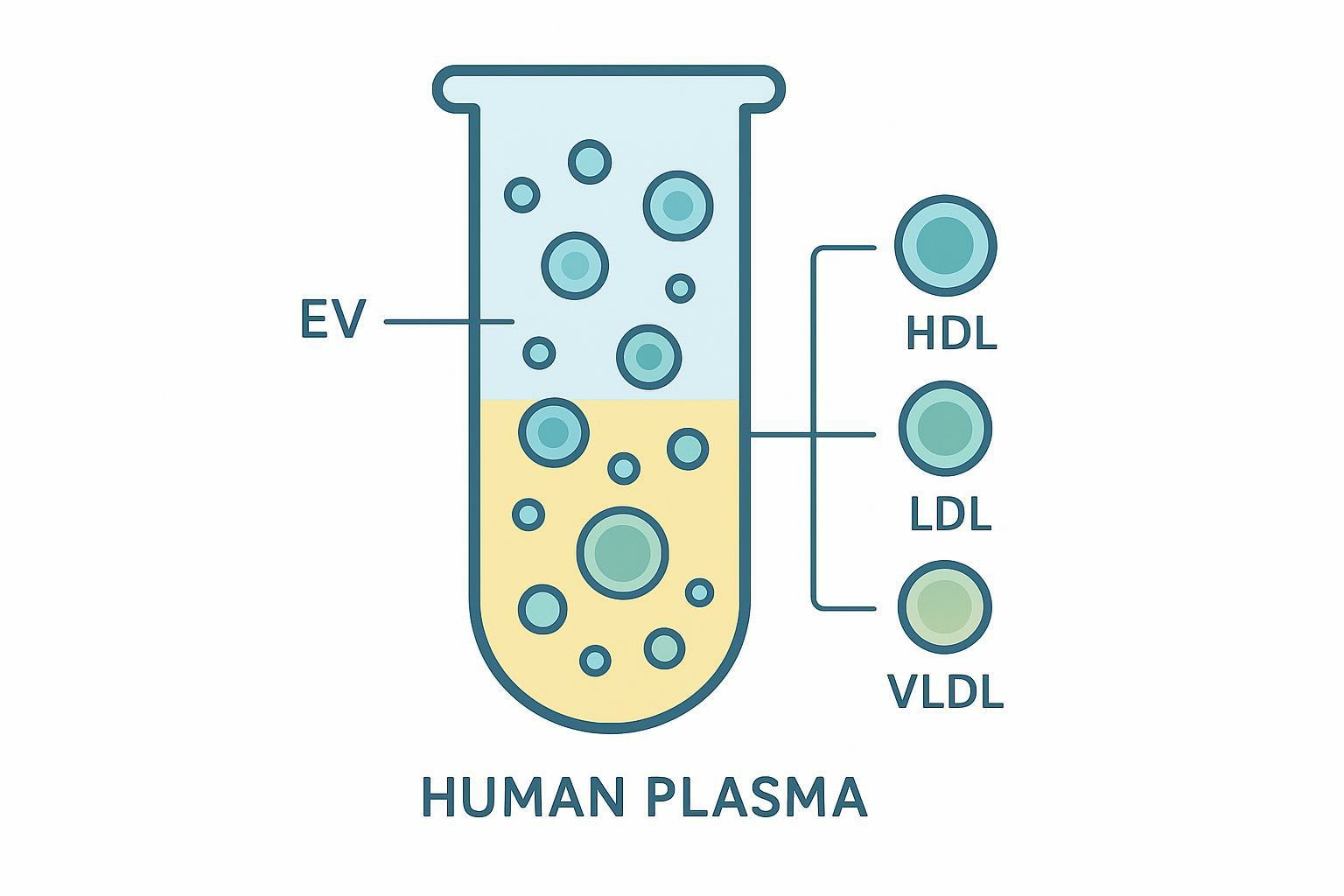 Overcoming Lipoprotein Contamination in Plasma EV Purification