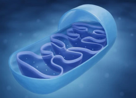 Mitochondrial Isolation and Protein Purification