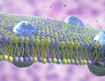 Mitochondrial Phenotype Analysis