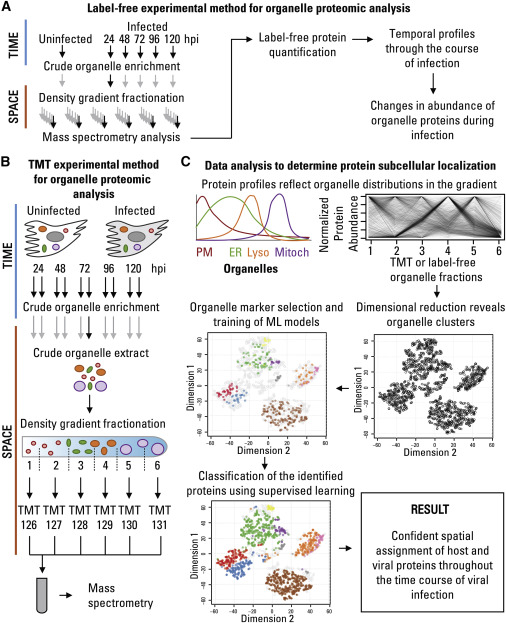 Proteomic Approach to Define Spatial-Temporal Changes in Organelle Proteins throughout HCMV Infection