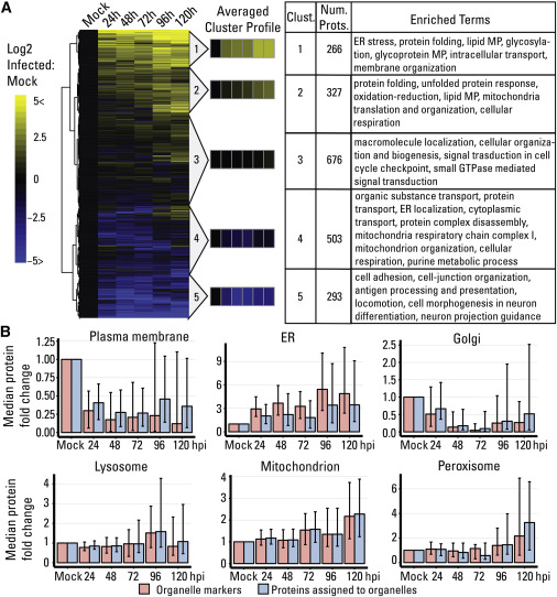 Temporal Label-free Proteomic Analysis of Organelles throughout HCMV Infection