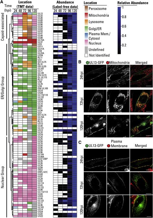 Temporal Label-free Proteomic Analysis of Organelles throughout HCMV Infection