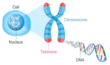 Analysis of Tumor Origin