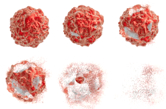 Apoptosis and Tumorigenesis Research