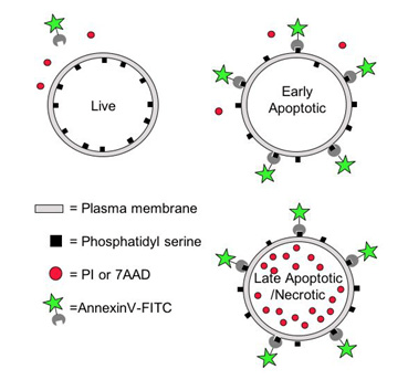 Apoptosis and Tumorigenesis Research