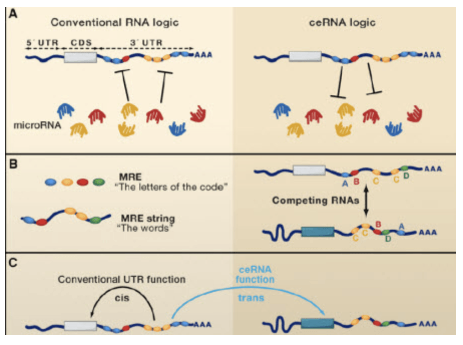 Correlation Analysis of expression and Regulation of ceRNA