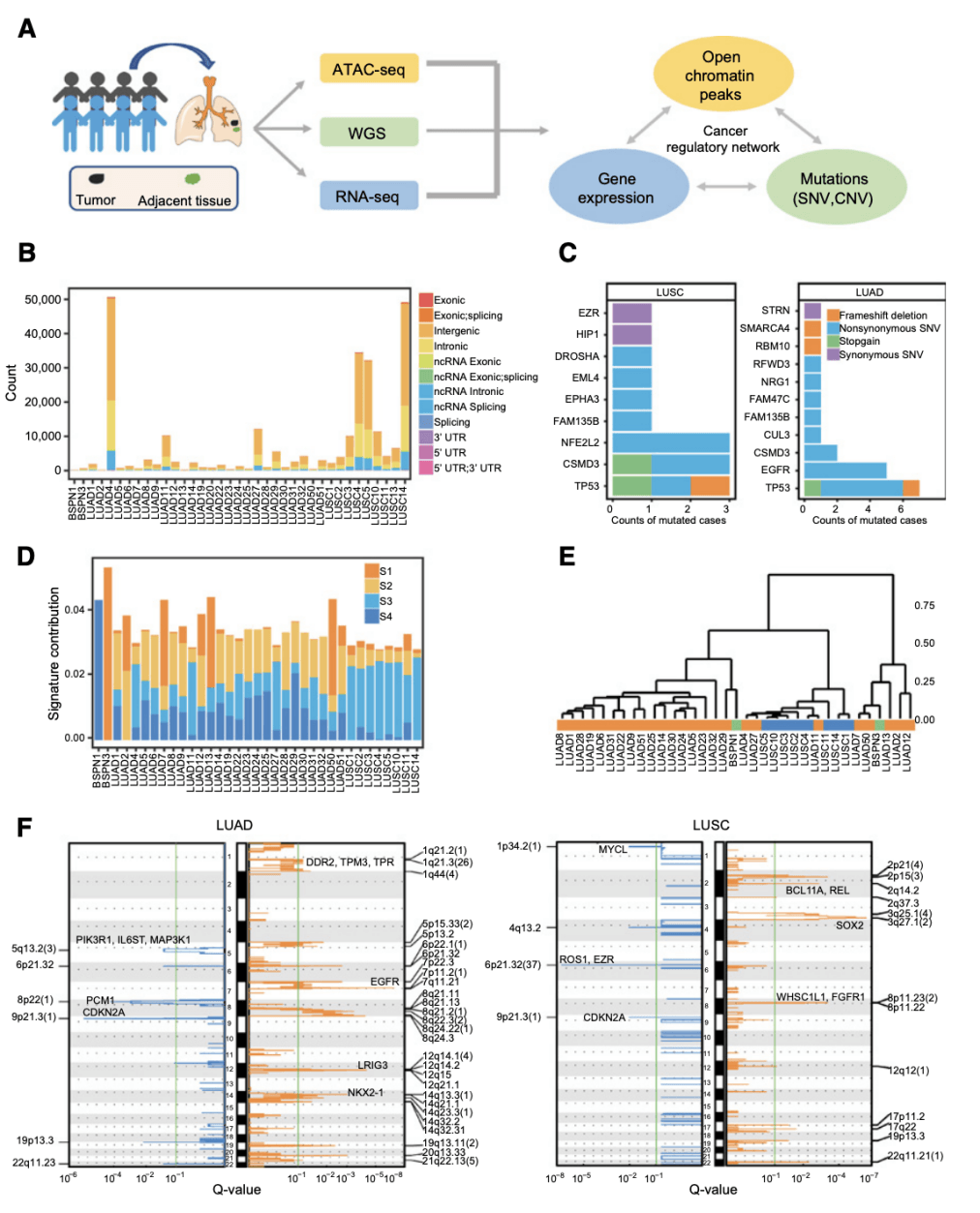 Overview of study and genetic landscape of patients with NSCLC.