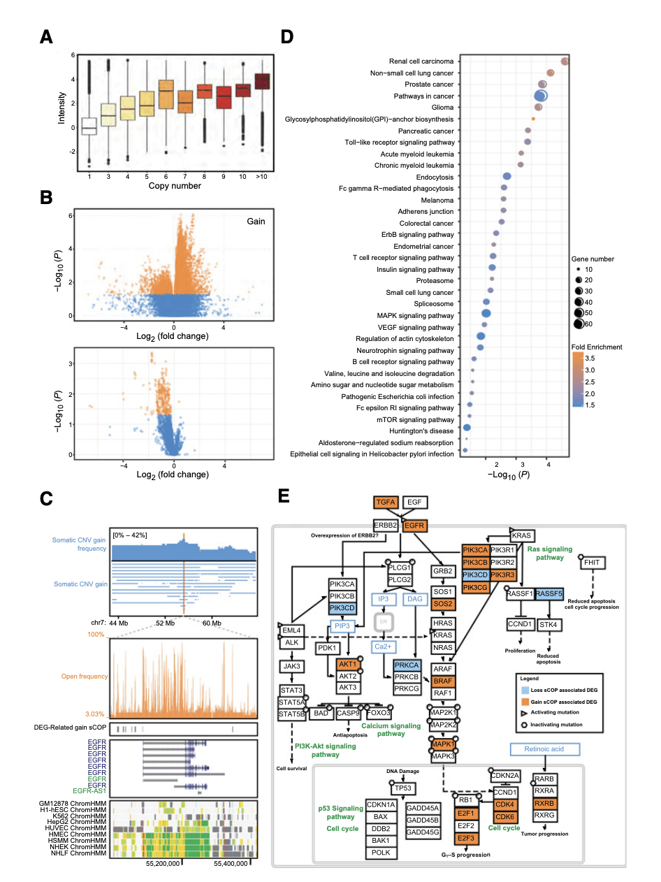 The association of somatic CNV, open chromatin peaks, and gene expression.