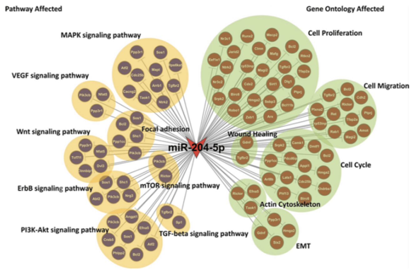 Negative Regulatory Association of miRNA-Transcriptomics