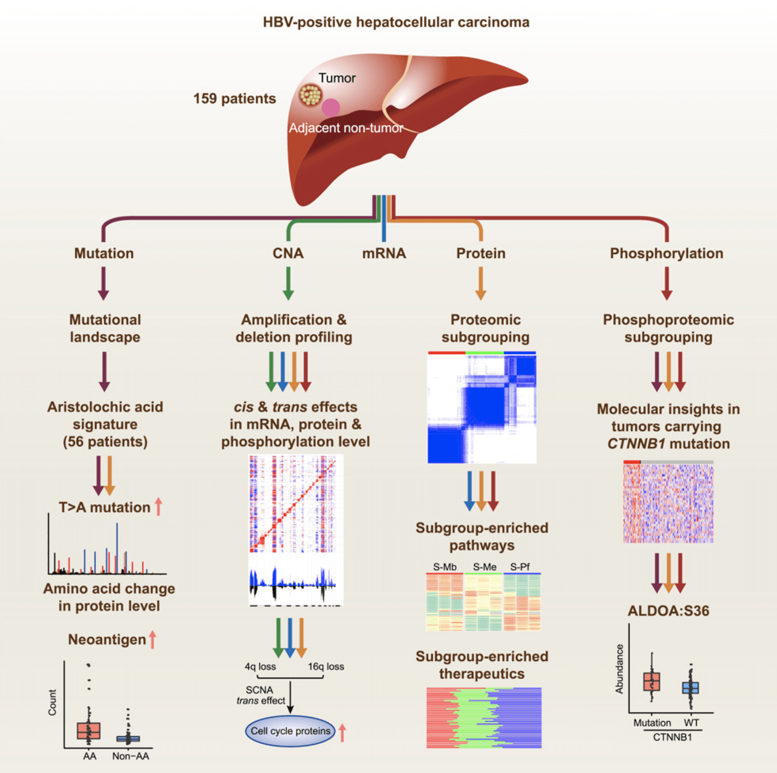 Proteomics studies reveal mechanisms of liver cancer development