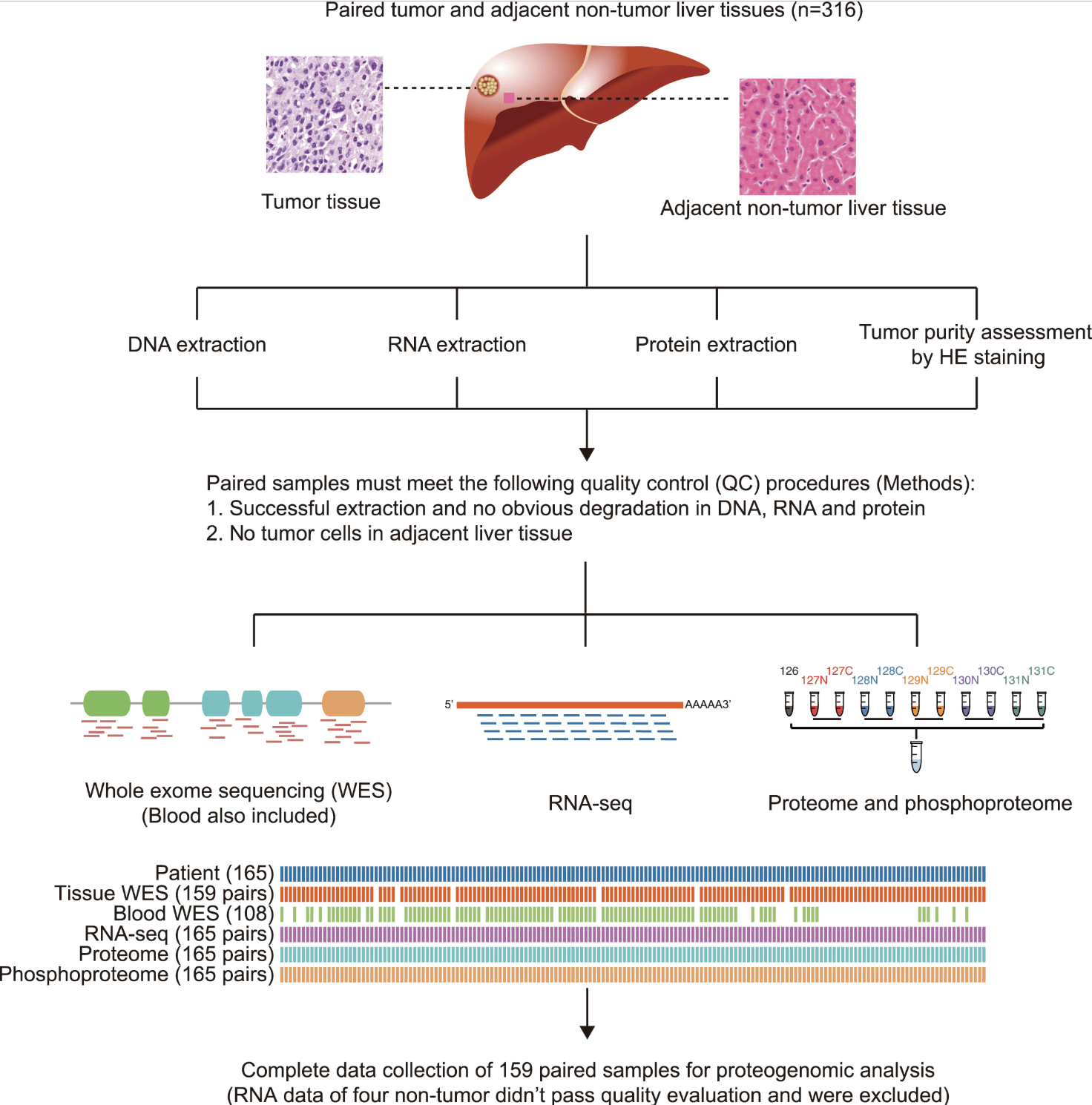 Proteomics studies reveal mechanisms of liver cancer development