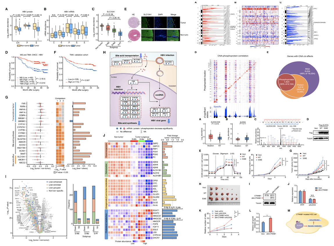 Proteomics studies reveal mechanisms of liver cancer development