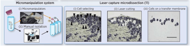 Research Scheme Related to Tumor Single Cell