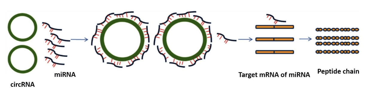 Negative Regulatory Association of miRNA-Transcriptomics