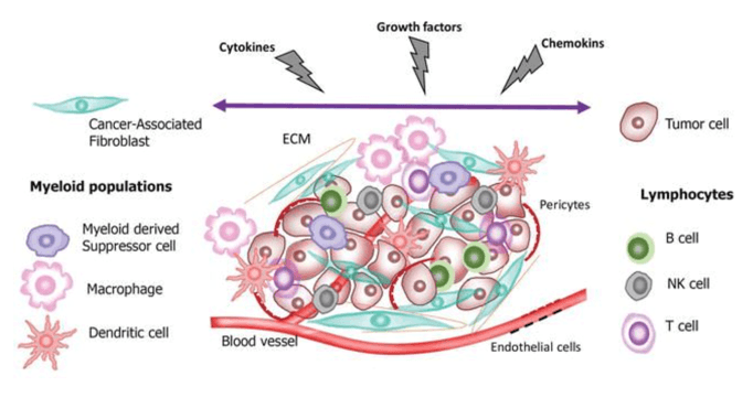 Tumor Microenvironment Analysis Service - Creative Proteomics