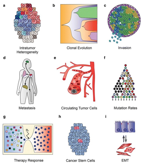 Tumor Single Cell Sequencing Scheme