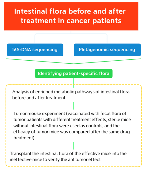 Tumor Treatment and Intestinal Flora Solutions