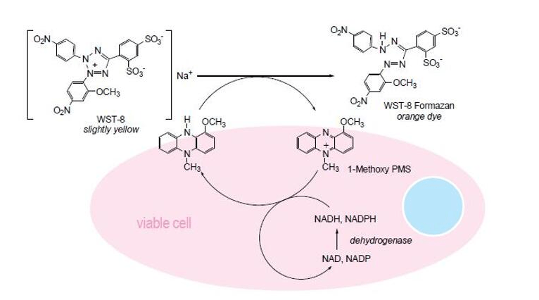 Tumor Cell Proliferation Assay