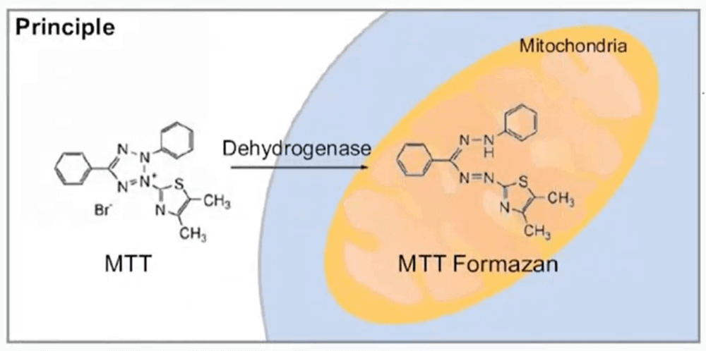 Tumor Cell Proliferation Assay