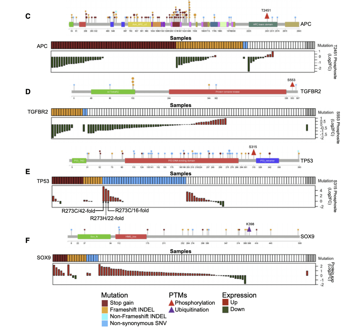 Combined analysis of proteomics and genomics reveals new therapeutic strategies for human colon cancer