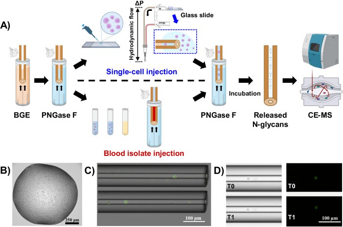 Schematic diagram of analysis platform developed for sample processing and CE-MS analysis in capillary.