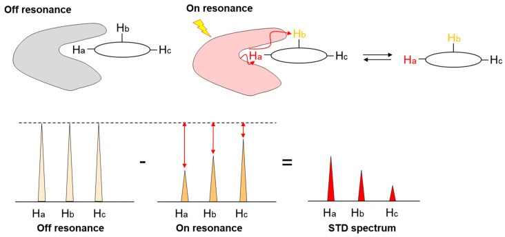Mechanism of Saturation transfer difference nuclear magnetic resonance (STD-NMR).