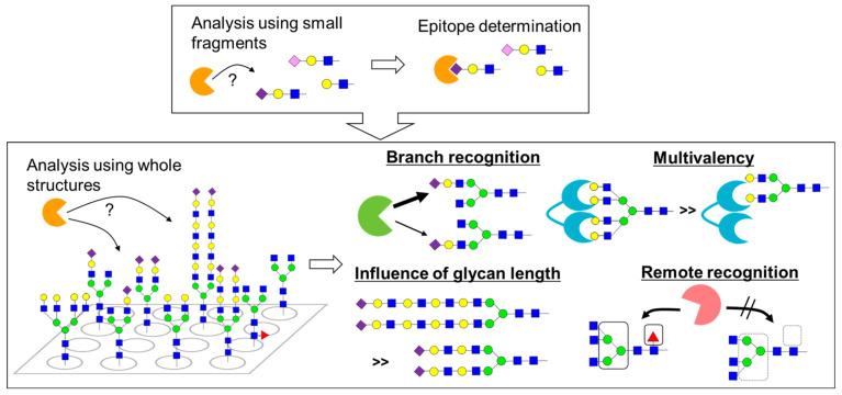 Analysis of glycan‒lectin interaction using glycan arrays.