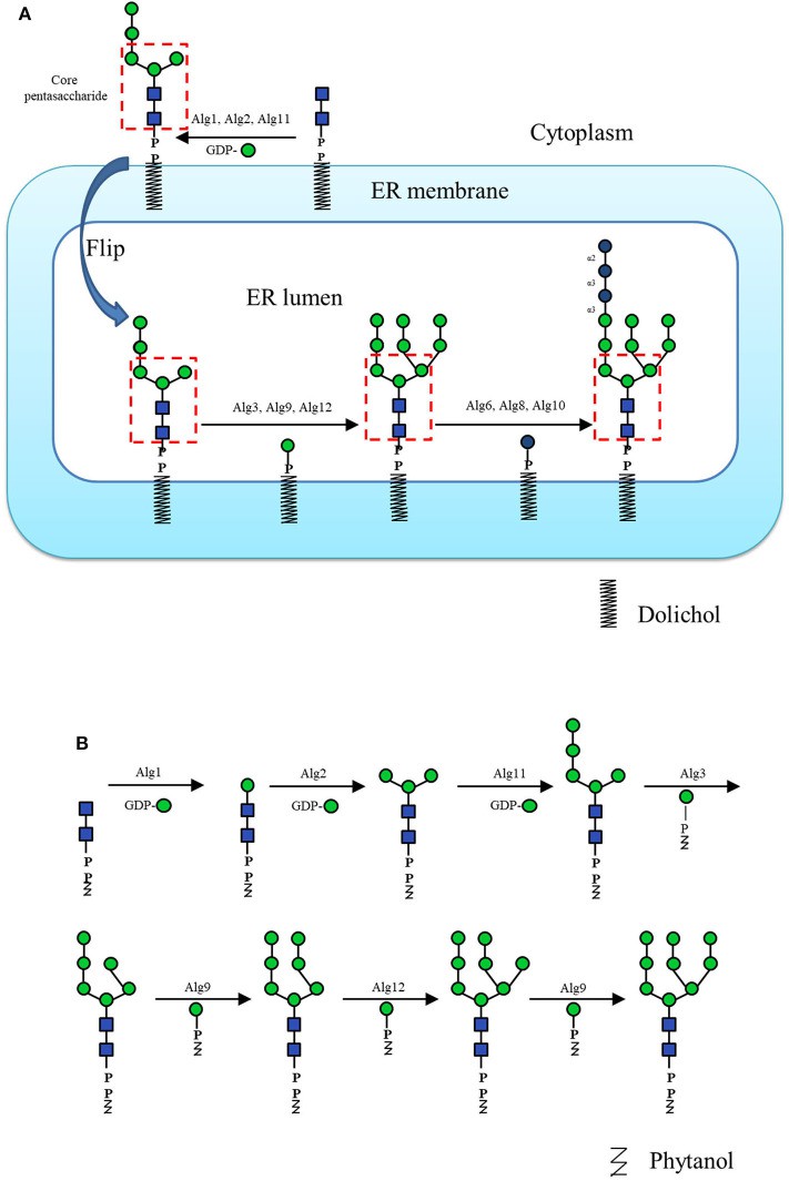 Oligosaccharide synthesis pathway and enzyme synthesis pathway.