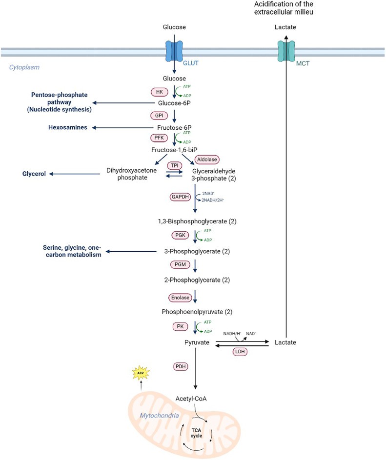 Glycolytic metabolism.