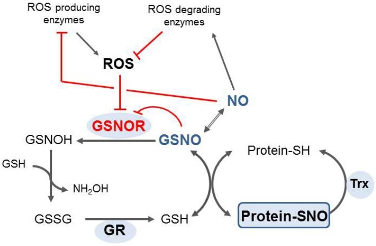 Regulatory mechanisms of GSNOR in protein denitrosation on the intersection of signaling pathways of ROSs and RNSs.