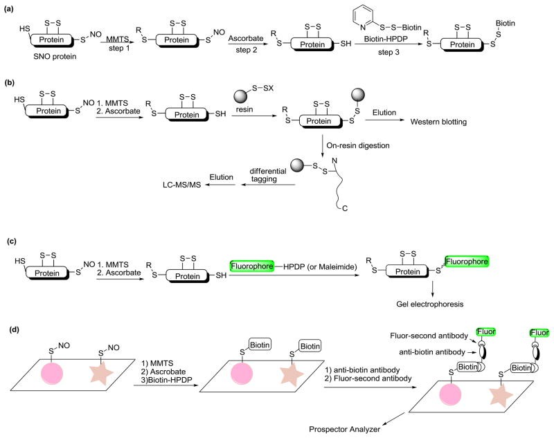 Biotin switch based methods for SNO detection.