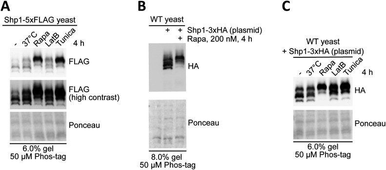 Case Study: Uncovering Phosphorylation Pathways